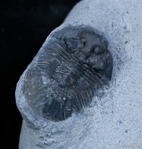 Bargain Platyscutellum Trilobite From Morocco #2289
